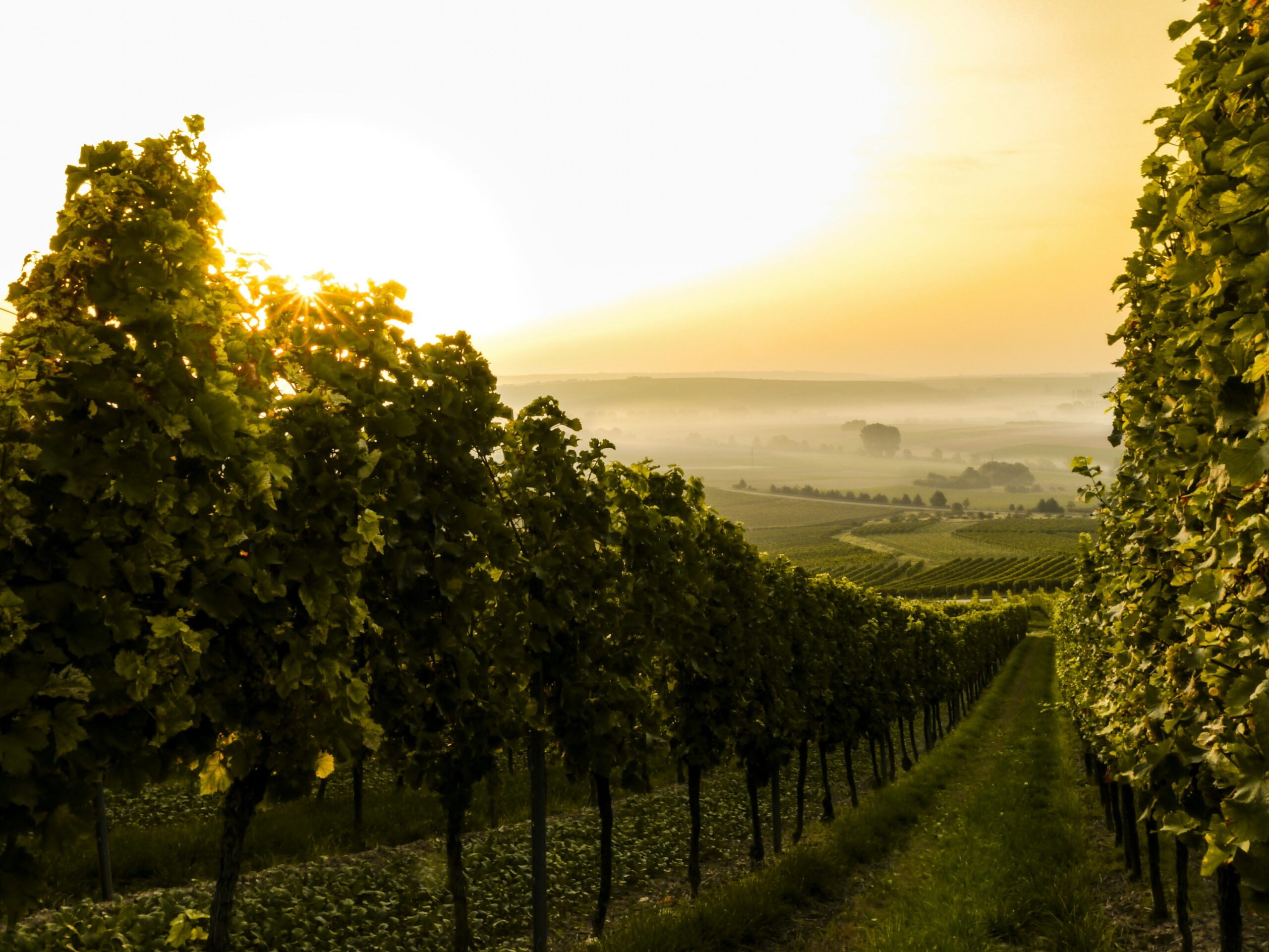 sven-wilhelm-2cRXSWyMHA8-unsplash Vineyard